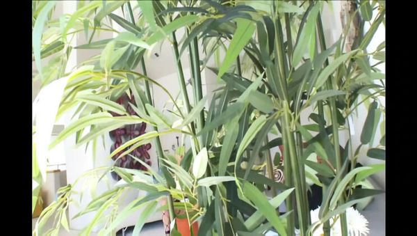 Blake Rose Queen Pussy Devotion Hardcore Blowjob Session - porntry.com - Britain on freevids.org