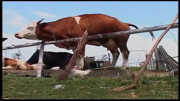 Vintage Blonde MILF Gets Rough Outdoor Fuck on Farm - xxxfiles.com - Germany on freevids.org